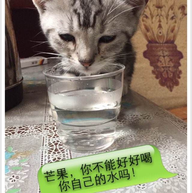 意大利身份证真实样板